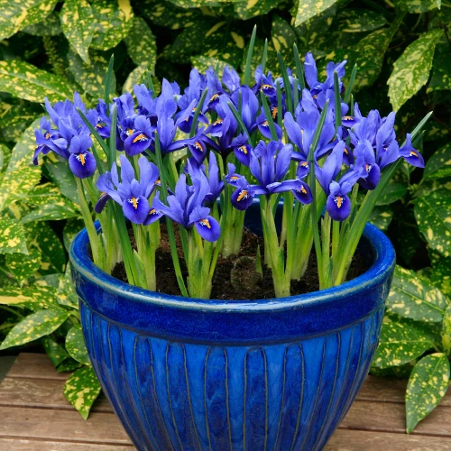 Iris Botanical Reticulata